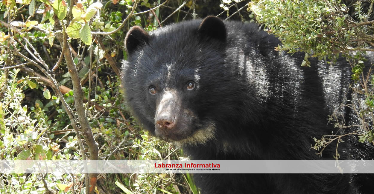 CAR ha registrado presencia de osos de anteojos en Sesquilé y Machetá