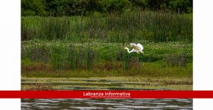 Avanza recuperación de la laguna de Suesca