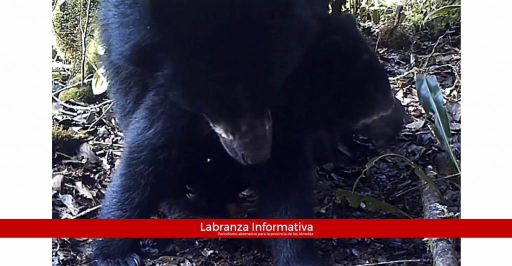 Cámaras trampa de la CAR registraron apareamiento de osos en Guatavita