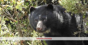 CAR ha registrado presencia de osos de anteojos en Sesquilé y Machetá