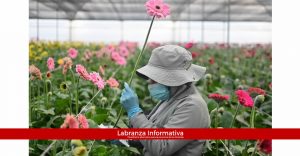 Flores de Cundinamarca protagonistas en San Valentín