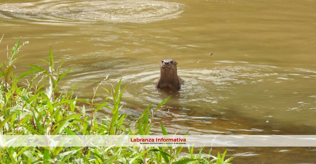 Presencia de nutrias en Saboyá (Boyacá)