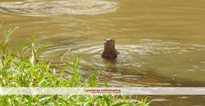Presencia de nutrias en Saboyá (Boyacá)