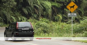 Cundinamarca tendrá resguardos en los peajes para atender animales abandonados