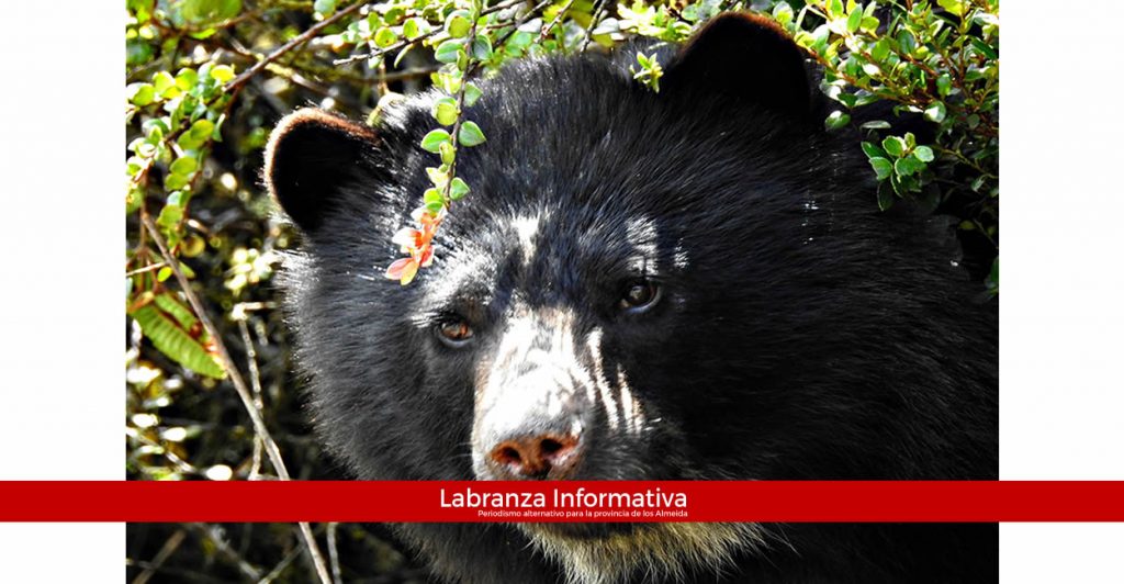 CAR pidió no atentar contra oso de anteojos por su condición de cazador de otros mamíferos