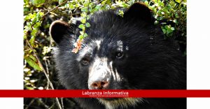 CAR pidió no atentar contra oso de anteojos por su condición de cazador de otros mamíferos