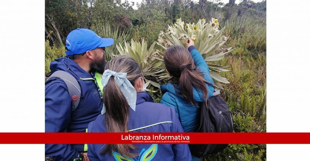 Nueva especie de frailejón descubierta en Saboyá (Boyacá)