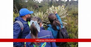Nueva especie de frailejón descubierta en Saboyá (Boyacá)