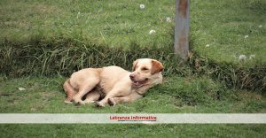 Campaña para evitar abandono de mascotas en parques ecoturísticos