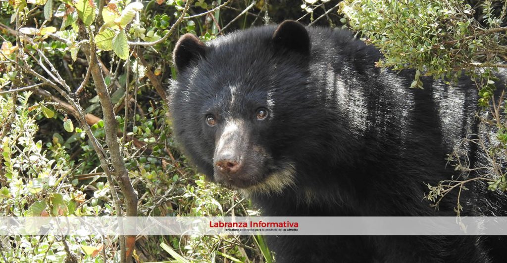 Alerta por escape de oso de anteojos que estaba en una reserva de Tocancipá
