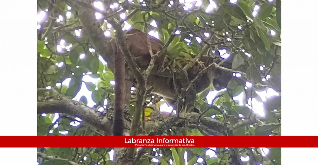 CAR advierte posible presencia de un puma en veredas de Tibirita