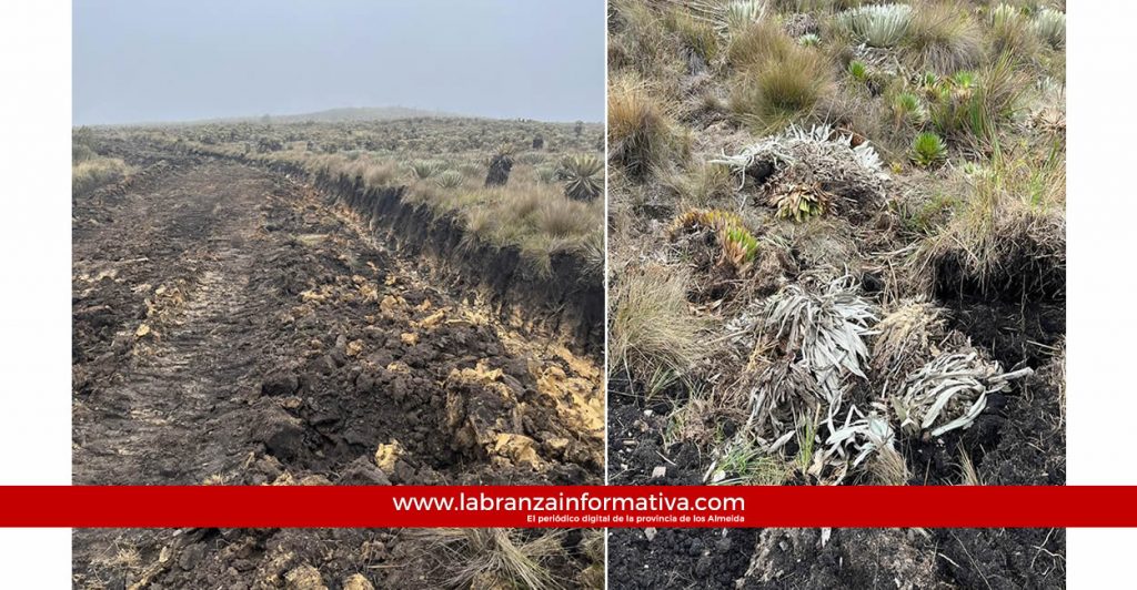 Afectación a frailejones por intervención con maquinaria pesada en el Páramo de Rabanal