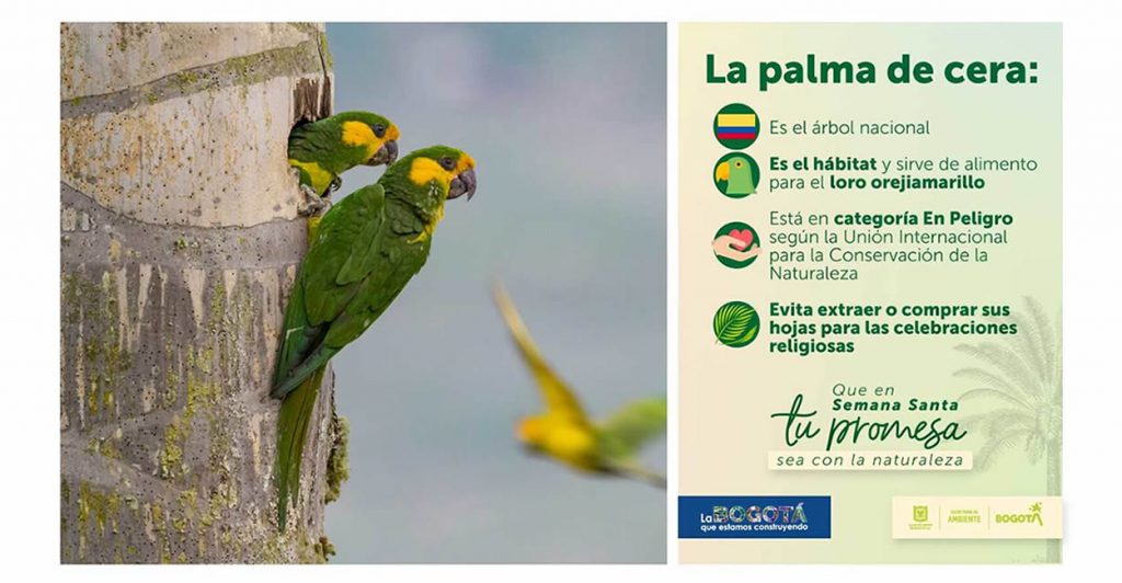 Domingo de Ramos: di no al uso de la palma de cera, en su reemplazo usa cáscara de amero o plantas vivas