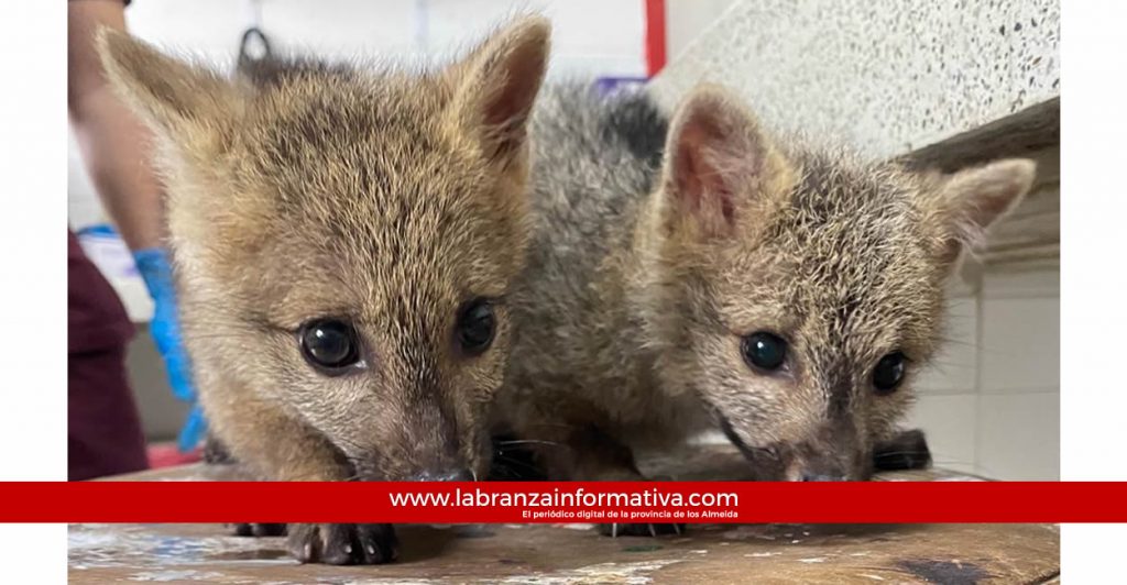 CAR pide precaución a conductores y viajeros para evitar atropellamientos de animales silvestres