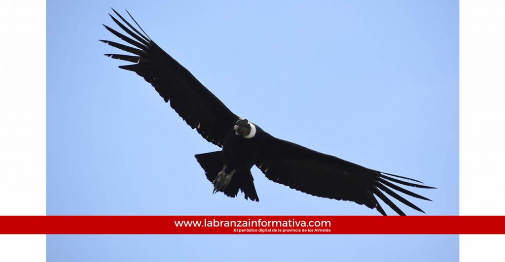 CAR adelanta estudios para identificar presencia del cóndor andino en el Páramo de Sumapaz