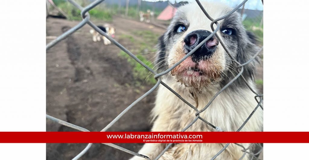 En Cundinamarca se impone la mayor sanción económica por maltrato animal en la historia de Colombia