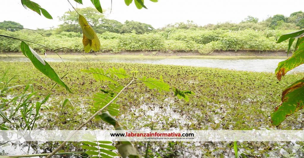Sembrarán 10.000 árboles en ronda de humedal en Ricaurte (Cundinamarca) para controlar invasión de ganado