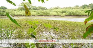 Sembrarán 10.000 árboles en ronda de humedal en Ricaurte (Cundinamarca) para controlar invasión de ganado