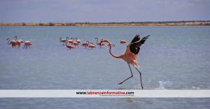 CAR y Corpoguajira retornan a la libertad 18 flamencos rosados rescatados de la tenencia ilegal