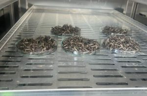 Investigadoras de la CAR transformaron larvas de mosca en alimento para animales de granja