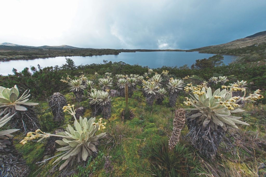 ¡Alerta ambiental! Plantar frailejones fuera de su hábitat podría generar alteraciones ecológicas