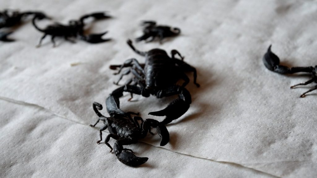 Incautación de 12 escorpiones en Chiquinquirá que eran utilizados presuntamente para promover productos caseros como alternativas terapéuticas
