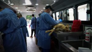 Como parte de la gira ‘Nos comprometemos a:’ en Simijaca se esterilizaron 94 animales y se incentivó la adopción responsable