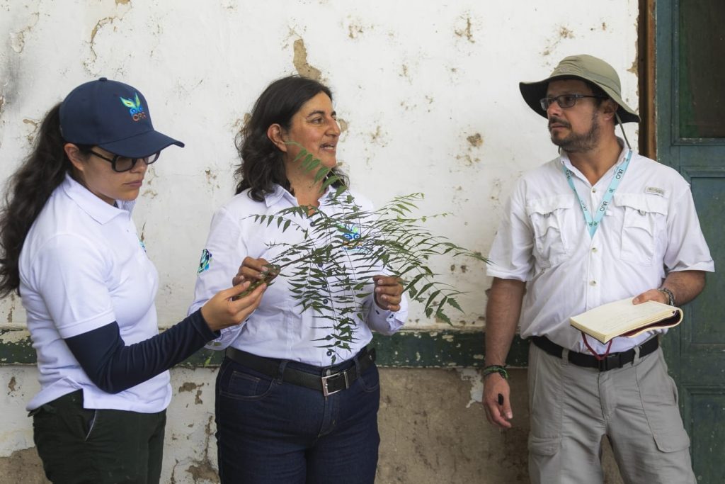 CAR ensaya innovador sistema de siembra y propagación de material vegetal sin bolsa