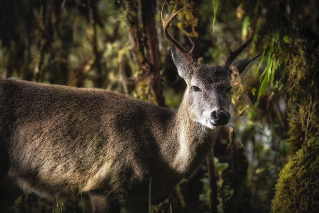 Conozca el top 10 de las especies más amenazadas de la vida silvestre del territorio CAR