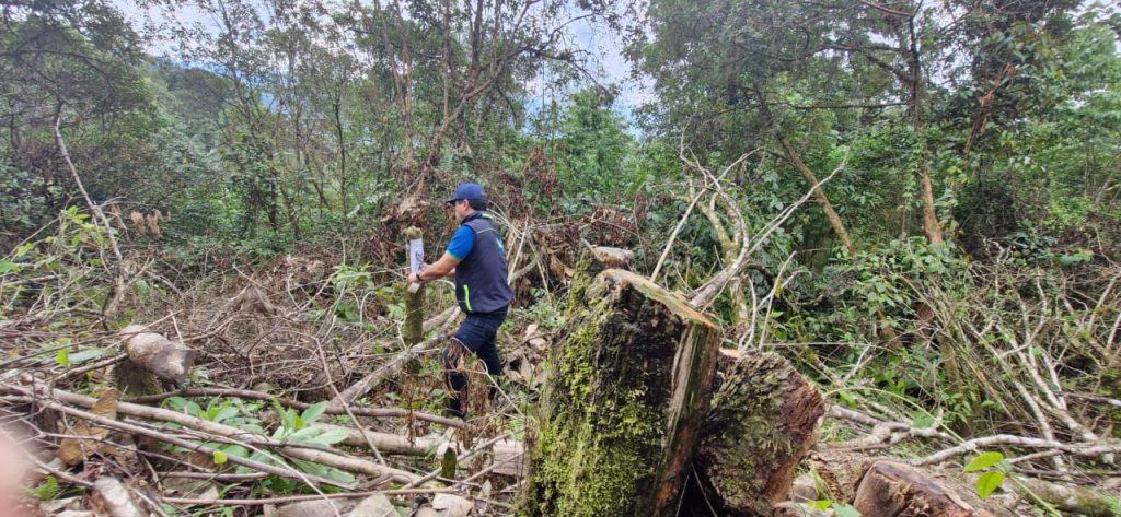41 árboles fueron talados en Albán, Cundinamarca, para abrir una vía y esquivar un peaje: La CAR inició proceso sancionatorio
