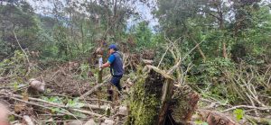41 árboles fueron talados en Albán, Cundinamarca, para abrir una vía y esquivar un peaje: La CAR inició proceso sancionatorio