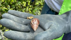 CAR advierte incremento de caracol africano por llegada de lluvias y enseña cómo deshacerse de esta peligrosa especie invasora