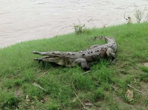 “Lena: la cocodrila del Magdalena” Con cartilla interactiva: CAR y Universidad Nacional unidos por la defensa del caimán aguja