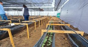 Cundinamarca reforesta para combatir el Cambio Climático