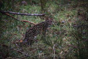 CAR libera tigrillo lanudo en Cundinamarca: un aporte a la conservación de especies en peligro