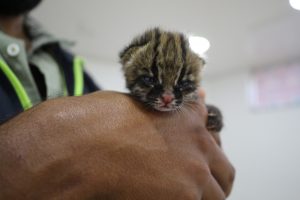 CAR rescata dos aves silvestres y pone a salvo un tigrillo bebé