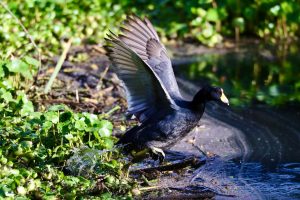 Cundinamarca: Innovación Ambiental que Inspira en la COP-16