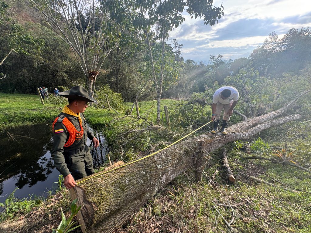 Autoridades logran detener en flagrancia una tala sin permiso en Pacho, Cundinamarca
