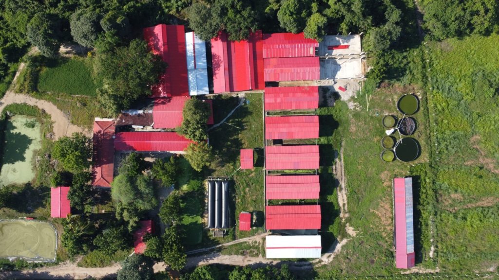 CAR suspende actividad a una porcícola en Ricaurte, Cundinamarca