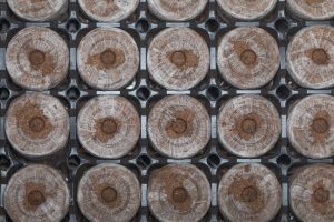 Avanza exitosamente programa piloto de propagación vegetal en contenedores biodegradables