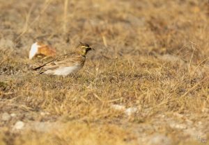 Plan para “salvar” el último relicto de ecosistema matorral altoandino de Soacha
