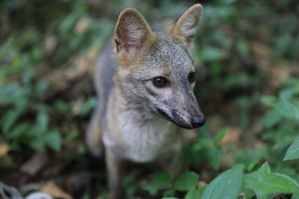 Navidad Verde CAR: Que esta celebración no sea un riesgo para los animales