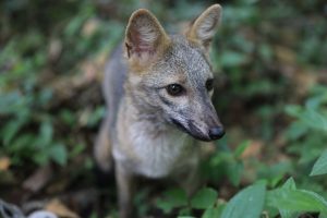 Navidad Verde CAR: Que esta celebración no sea un riesgo para los animales