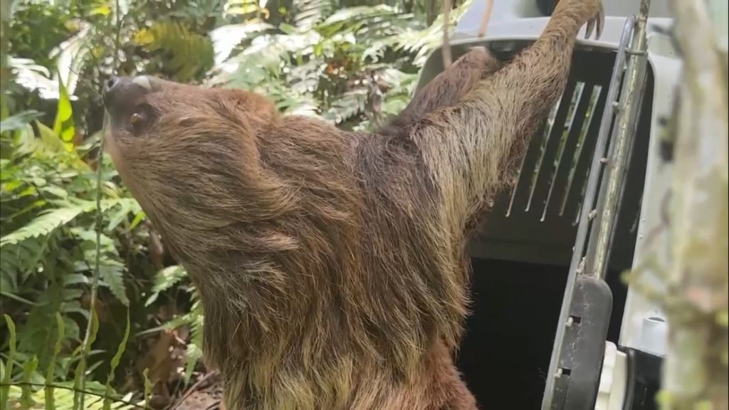 CAR libera perezoso de dos dedos tras exitoso rescate y recuperación en Pacho, Cundinamarca
