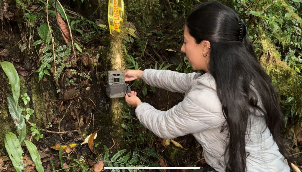 Cámaras trampa de la CAR captan especies “inesperadas” en corredor biológico de la cuenca del Río Negro, en Cundinamarca