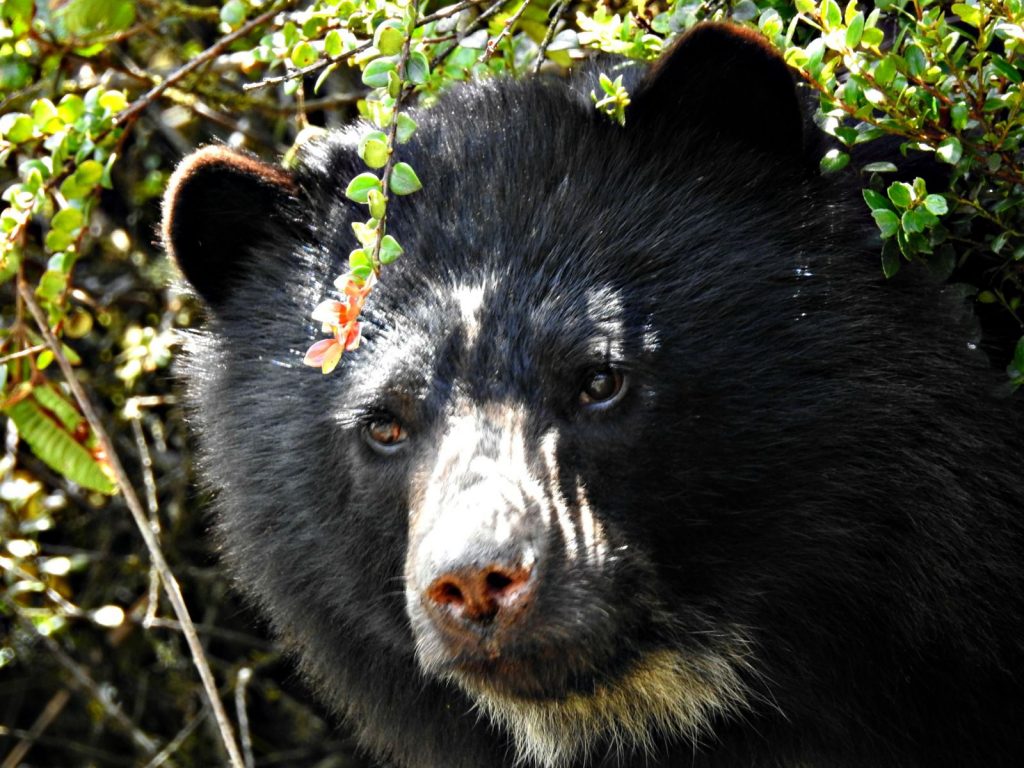 Alianza CAR y Gobernación de Cundinamarca por la protección participativa del oso andino en Manta
