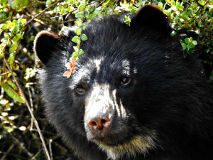 Alianza CAR y Gobernación de Cundinamarca por la protección participativa del oso andino en Manta