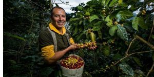 Cundinamarca impulsa al sector cafetero con inversión y apoyo directo a productores