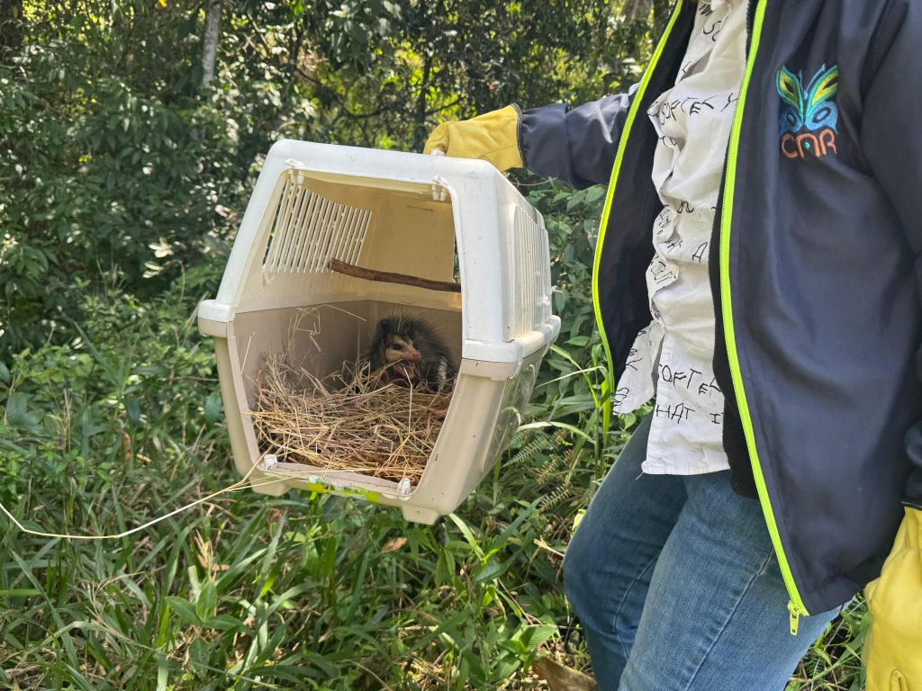 Un perezoso y una zarigüeya: las más recientes liberaciones de fauna silvestre en el territorio CAR