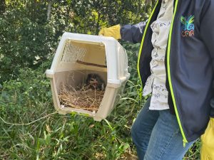 Un perezoso y una zarigüeya: las más recientes liberaciones de fauna silvestre en el territorio CAR